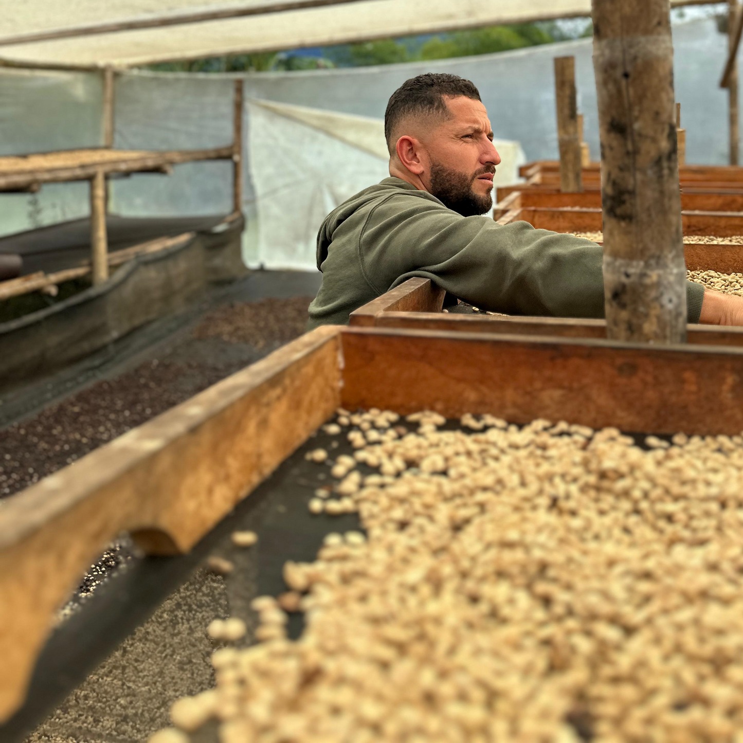 competition | jhonathan gasca | colombia | anaerobic natural gesha (pre-sale)