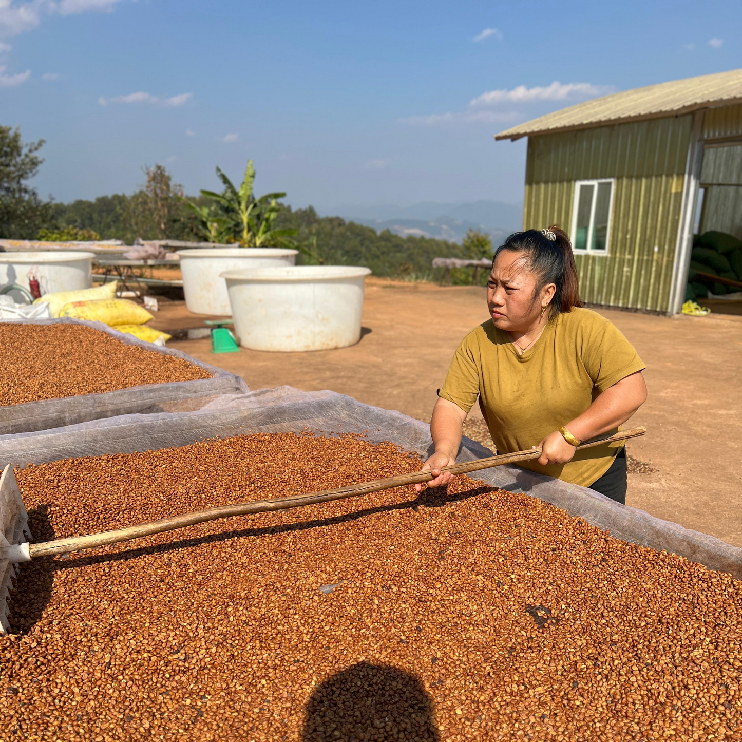 gao's estate | china | anaerobic natural catimor