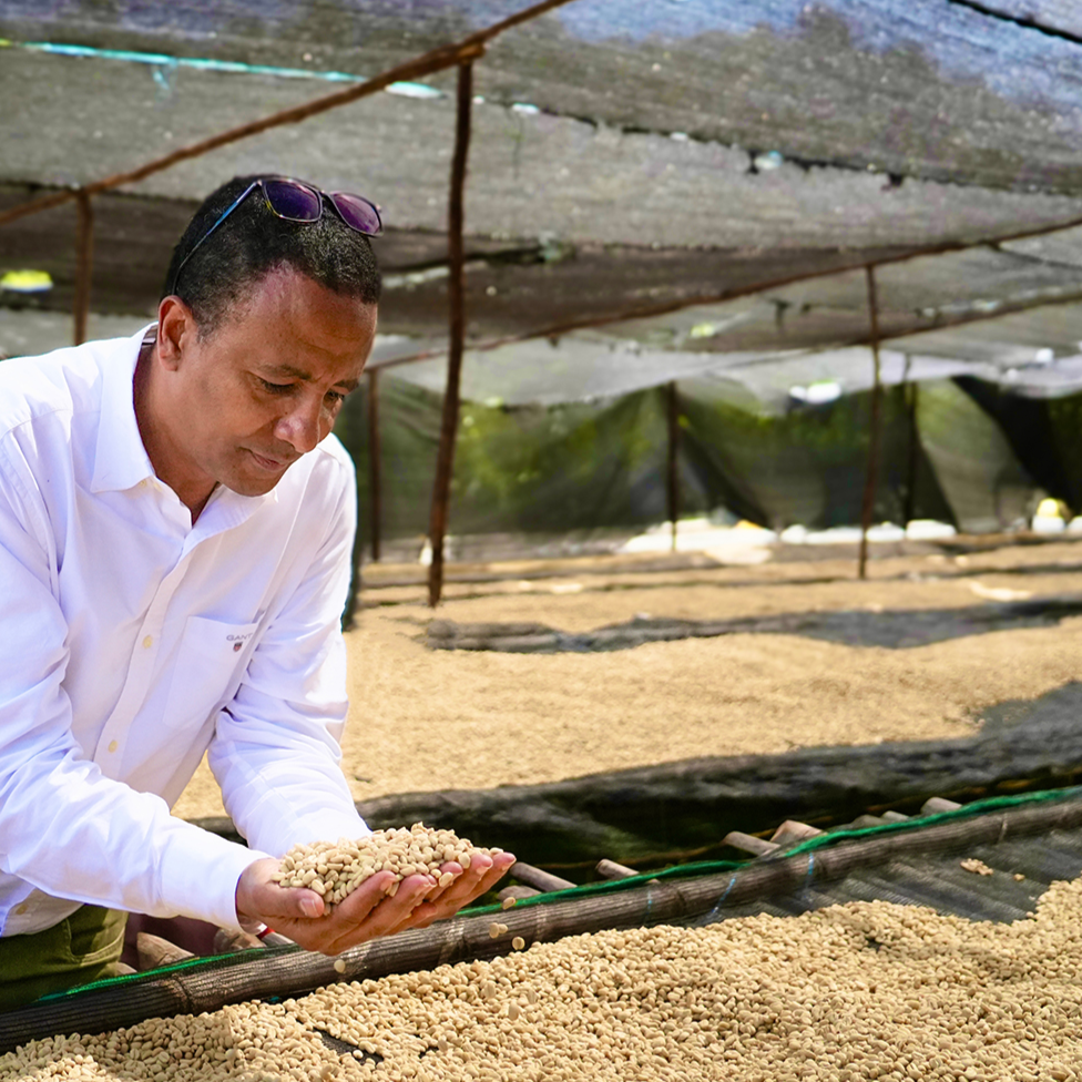 gigesa (faysel adbosh yonis) | ethiopia | natural heirloom