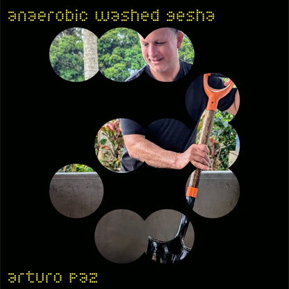 arturo paz | honduras | anaerobic washed gesha