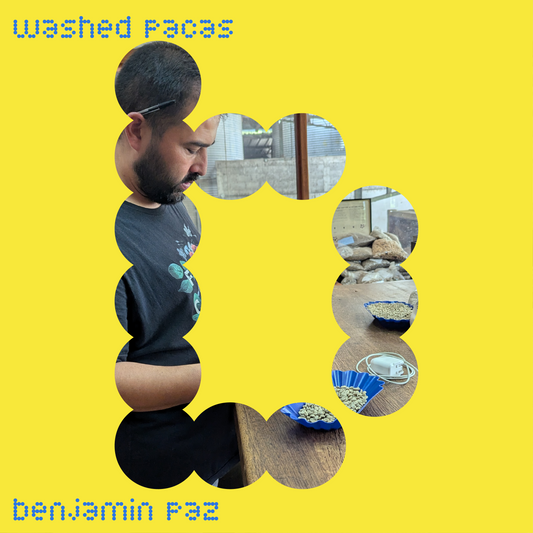 benjamin paz | honduras | washed pacas