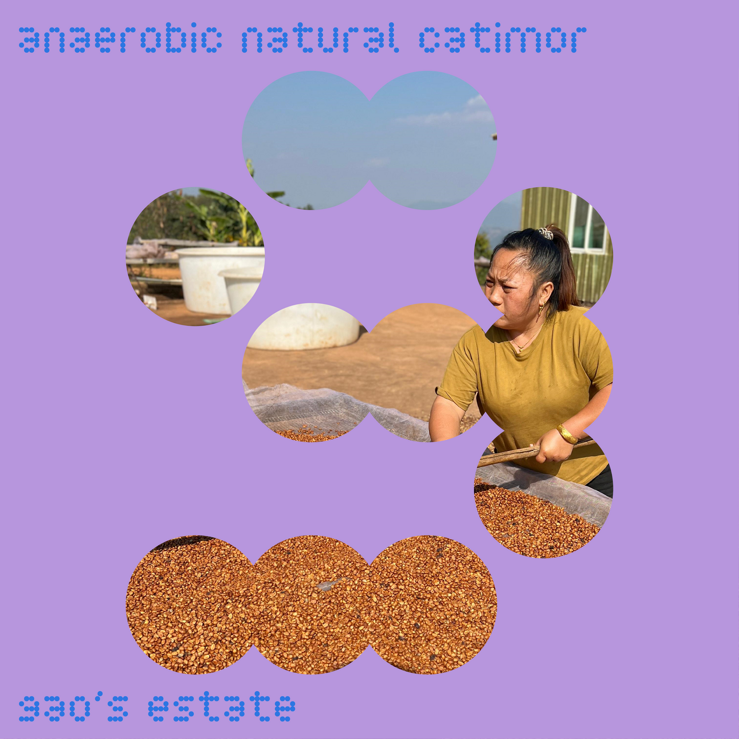 gao's estate | china | anaerobic natural catimor