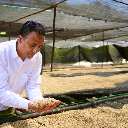 gigesa (faysel adbosh yonis) | ethiopia | natural heirloom