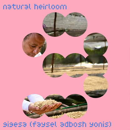 gigesa (faysel adbosh yonis) | ethiopia | natural heirloom